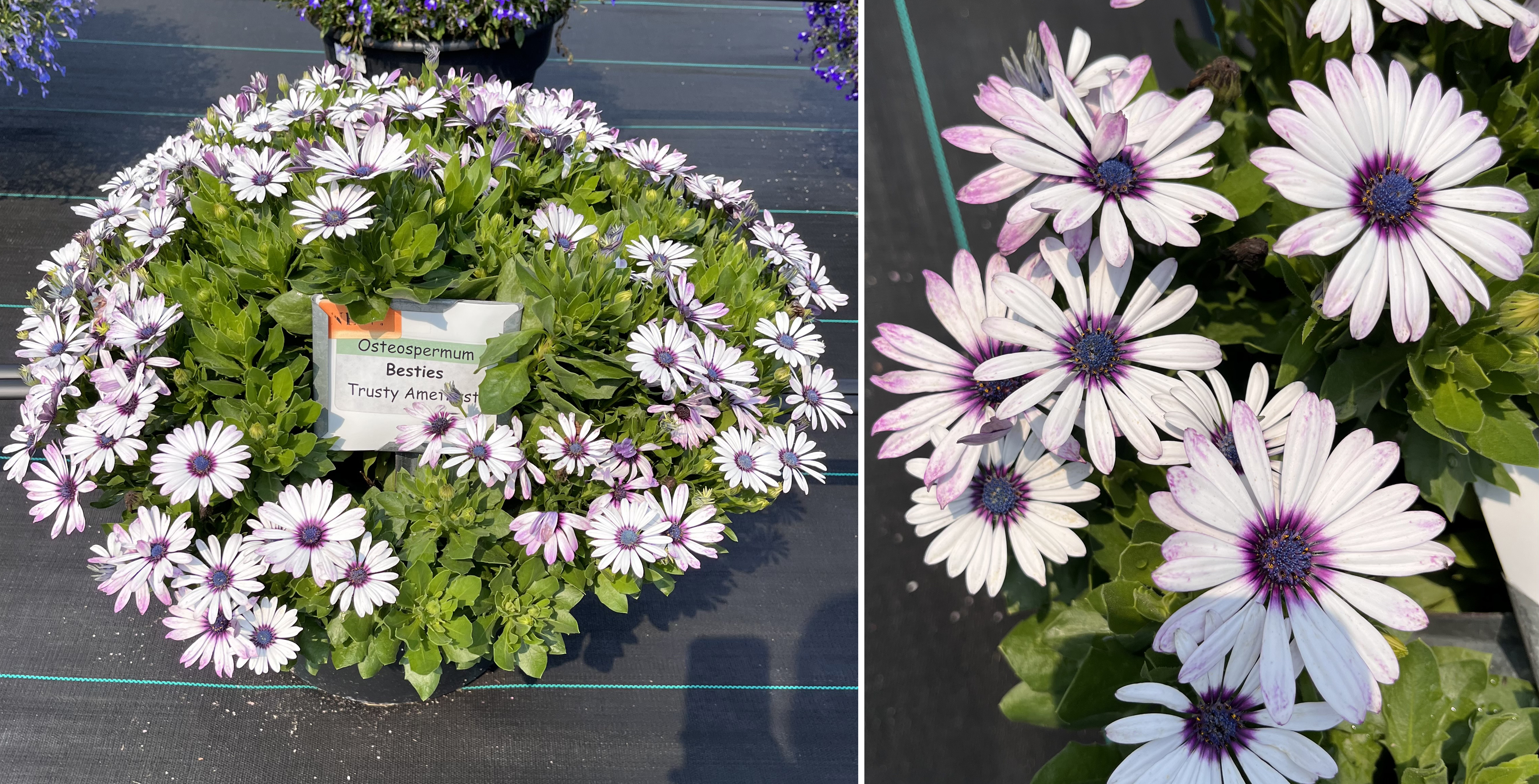 Container of Osteospermum &lsquo;Besties Trusty Amethyst&rsquo; with light lavender daisylike blooms with purple centers.